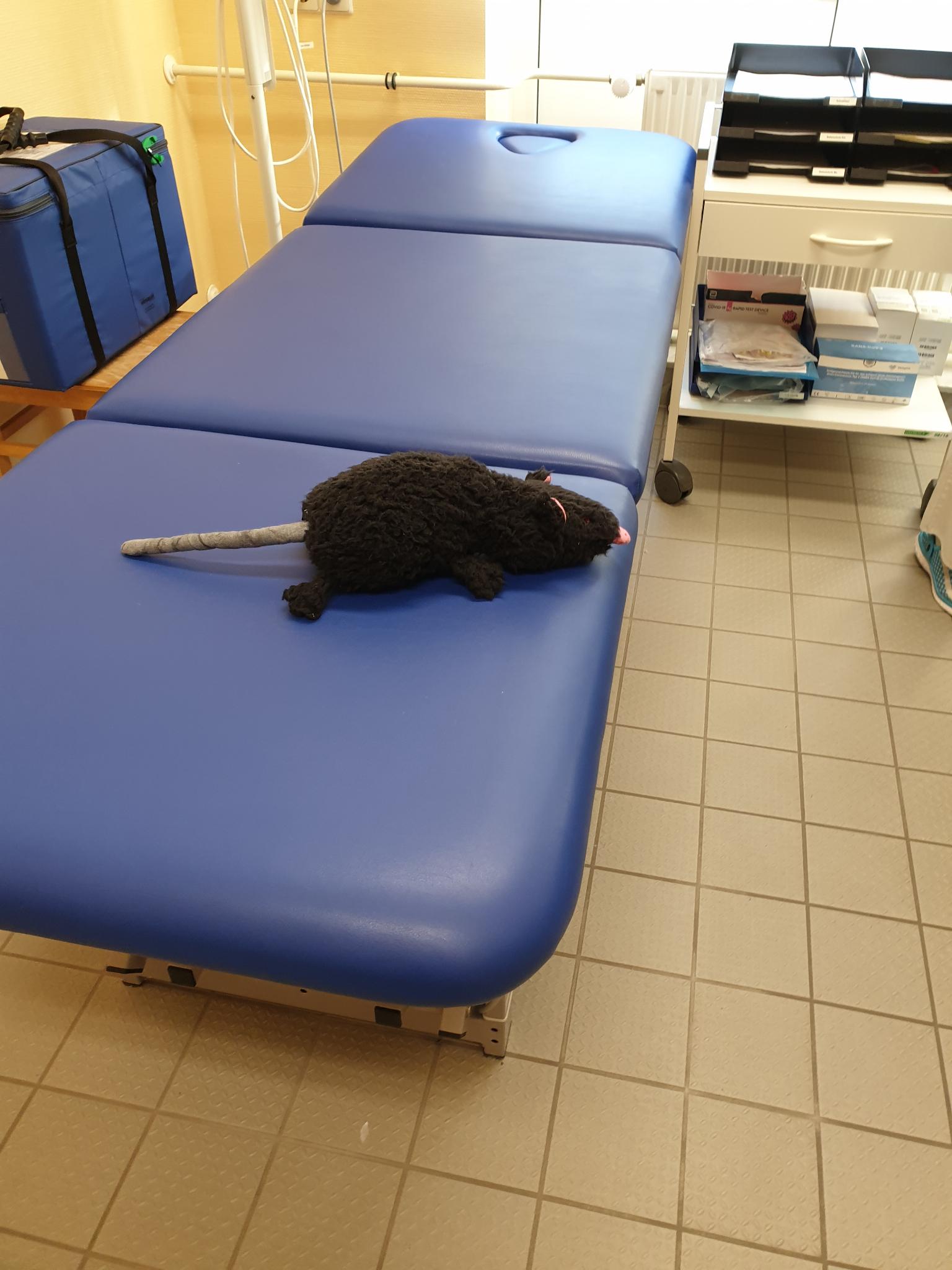 Die Ratte auf Reha